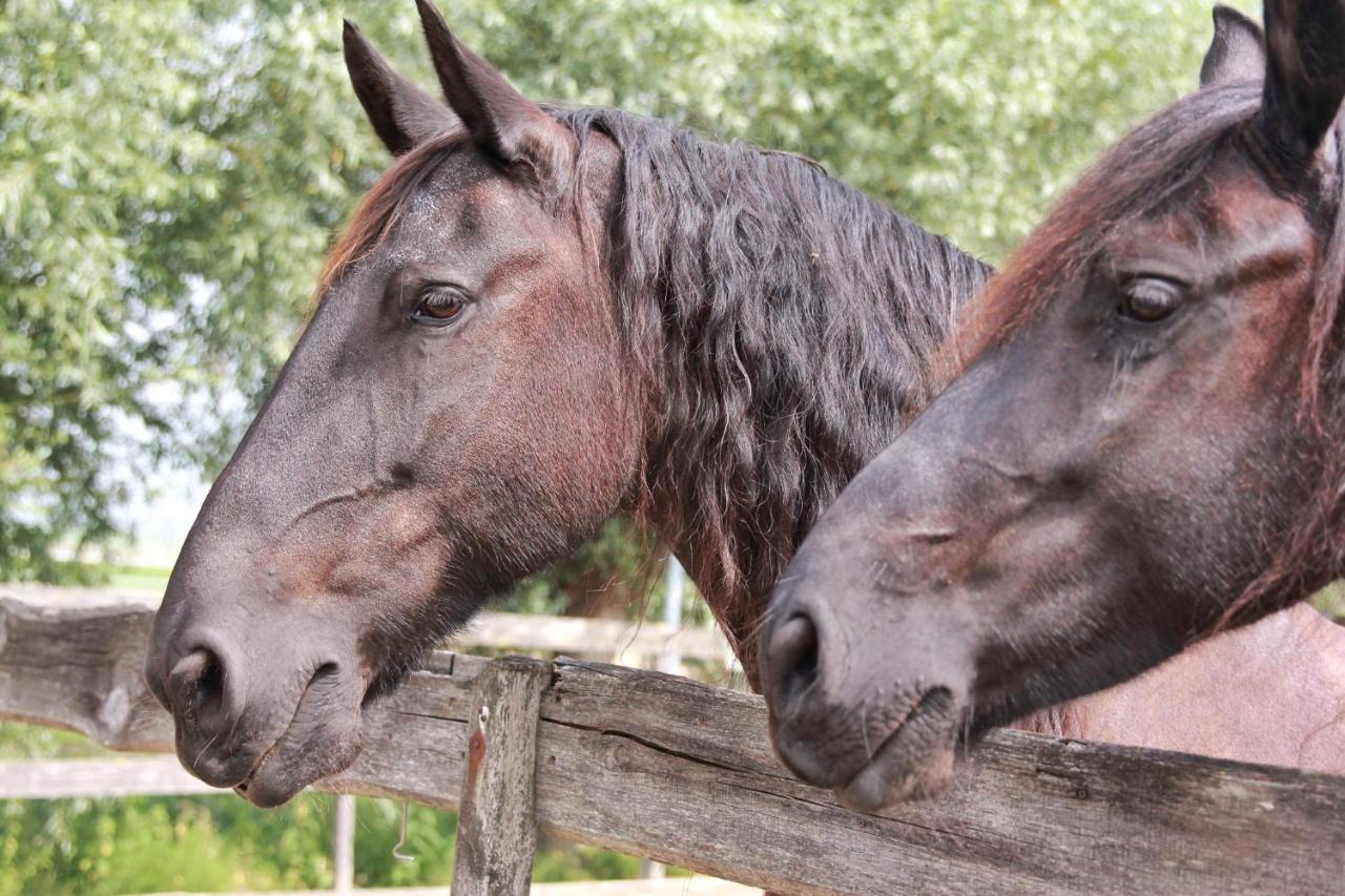 Apartment Het Friesche Paard Purmer Kültér fotó